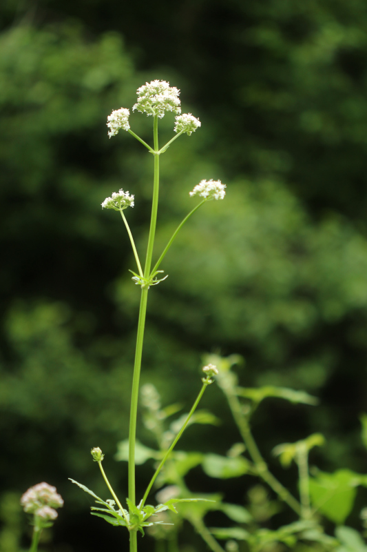 Valeriana officinalis L., 1753 - Pollen #71354
