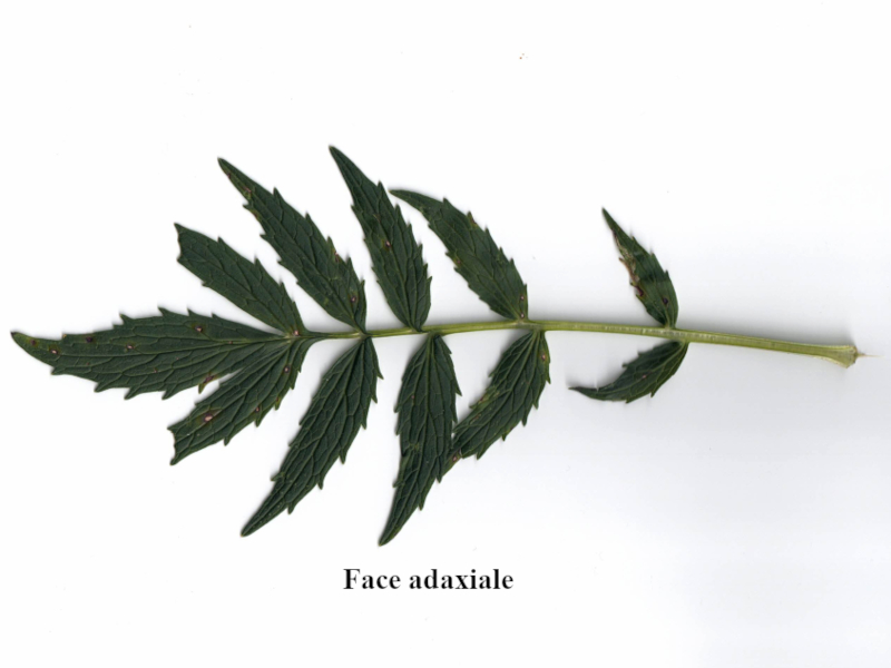 Valeriana officinalis L., 1753 - Valériane officinale #71335