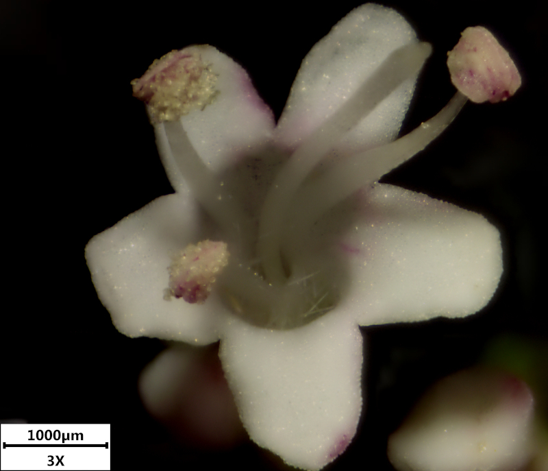 Valeriana officinalis L., 1753 - Valériane officinale #71349