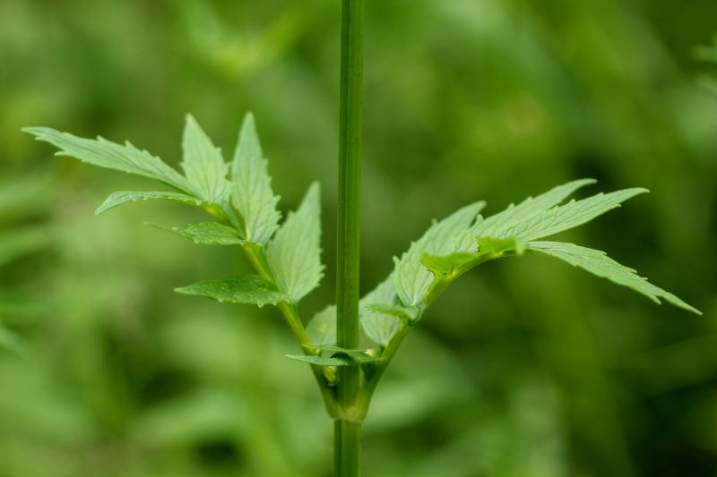 Valeriana officinalis L., 1753 - Valériane officinale #71329