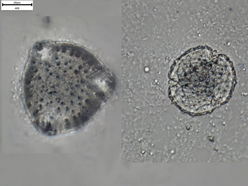 Valeriana officinalis L., 1753 - Pollen #71356