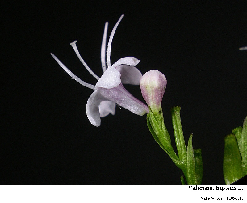 Valeriana tripteris L. #41696