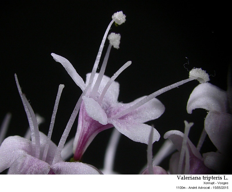 Valeriana tripteris L. #41697