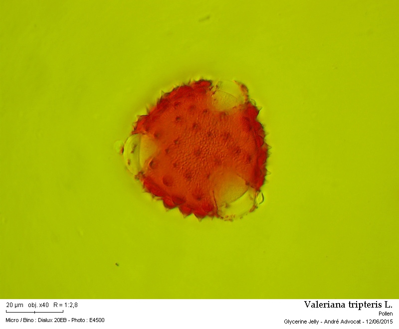 Valeriana tripteris L. #41698