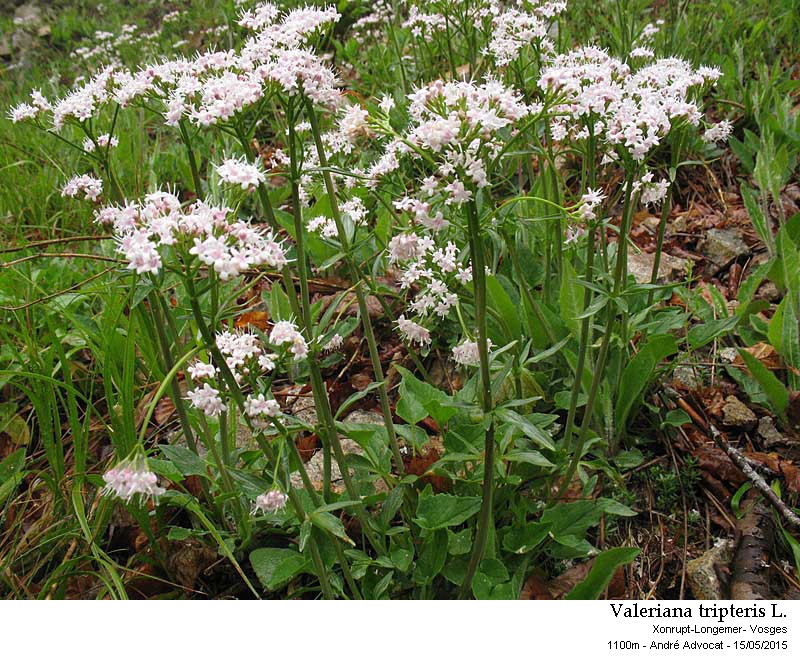 Valeriana tripteris L. #41695