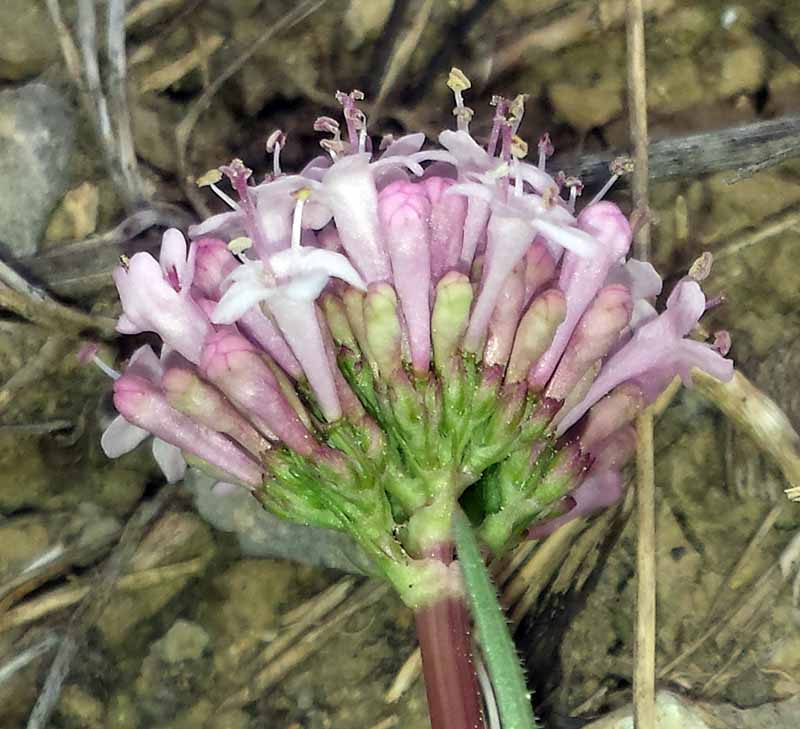 Valeriana tuberosa #49284