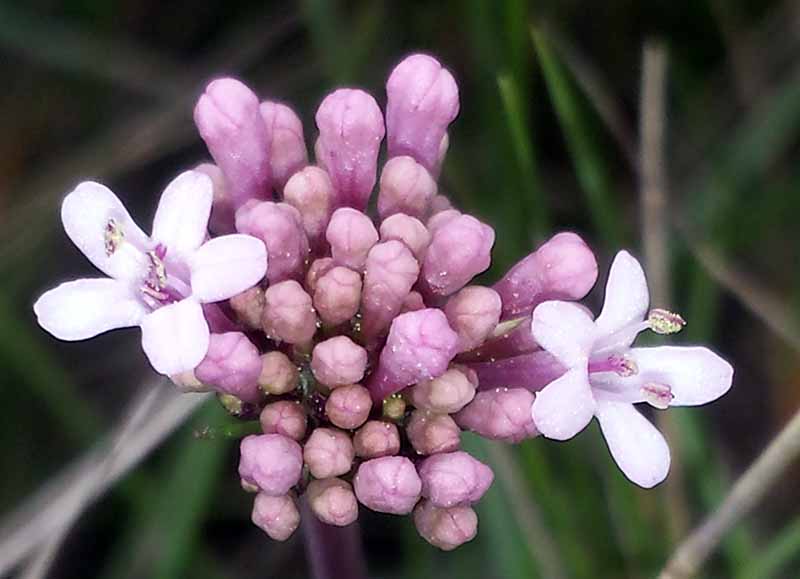 Valeriana tuberosa #49286