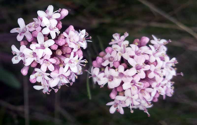 Valeriana tuberosa #49281