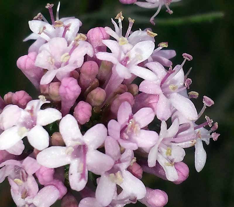Valeriana tuberosa #49283