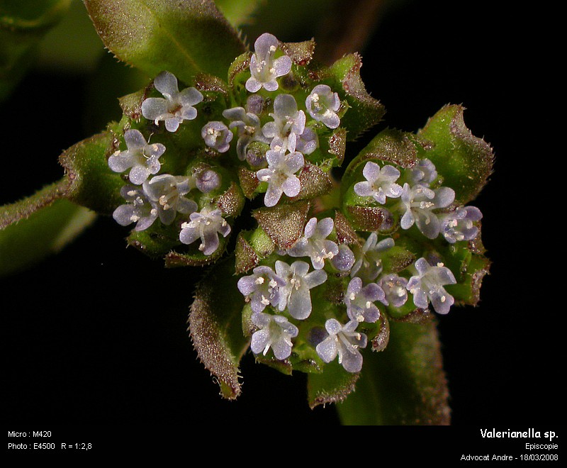 Valerianella sp. (La mâche) #2951