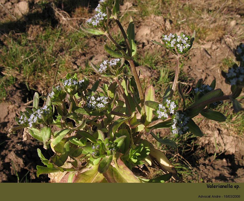 Valerianella sp. (La mâche) #2950