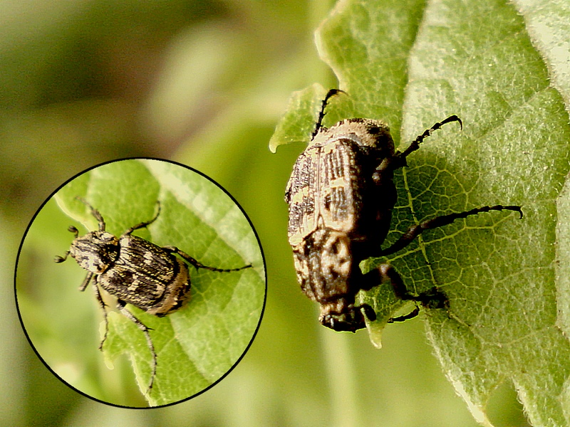 Valgus hemipterus #30942