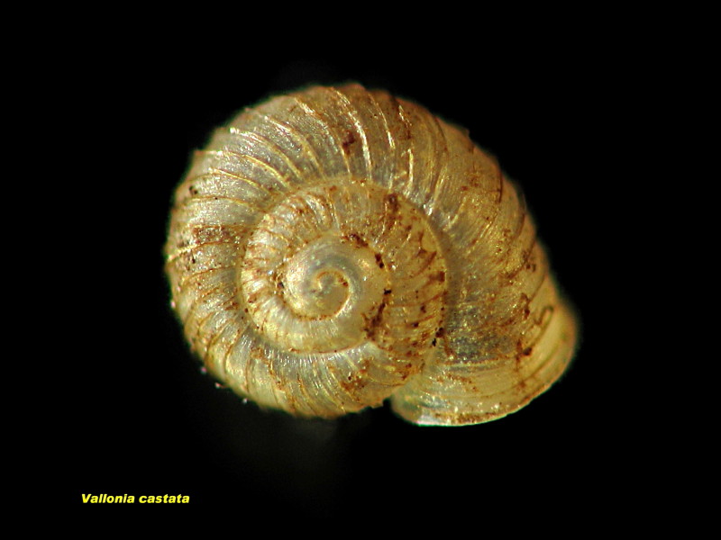 Vallonia costata une mini-escargot #19471