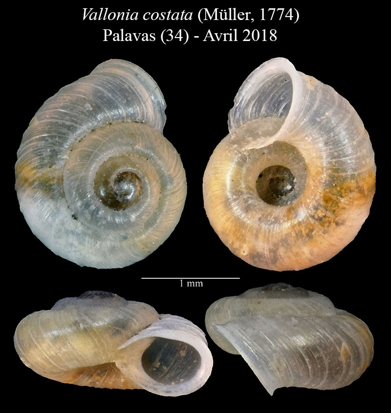 Vallonia costata #57404