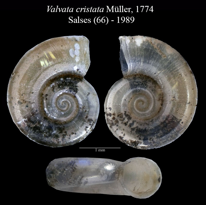 Valvata cristata #56135