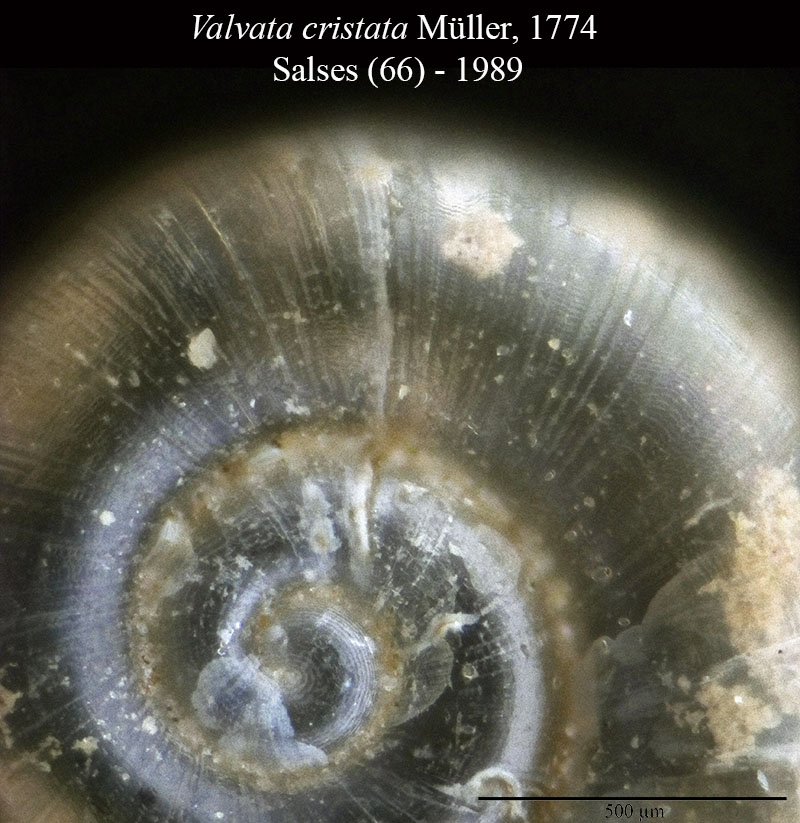 Valvata cristata #56137