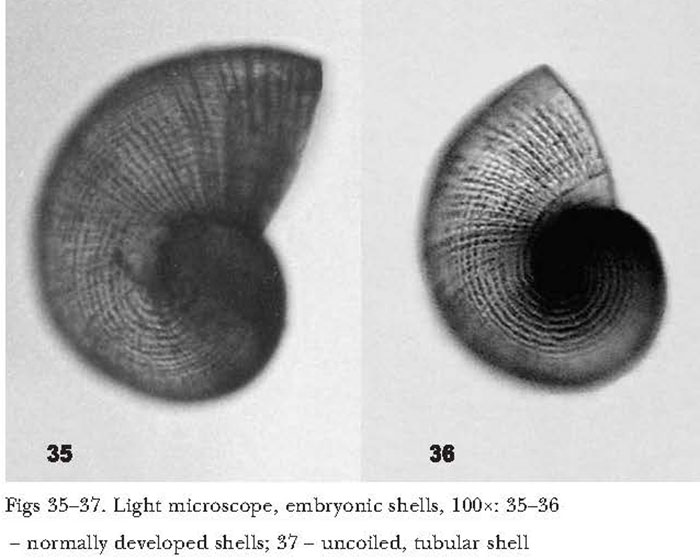 Valvata piscinalis #60018