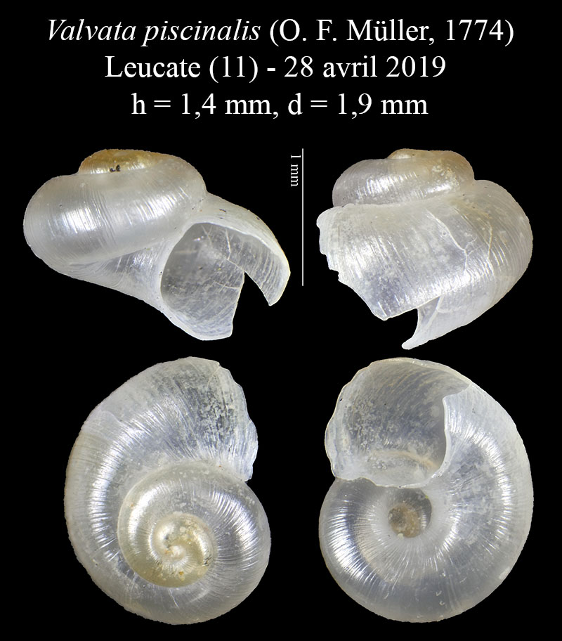 Valvata piscinalis #60016