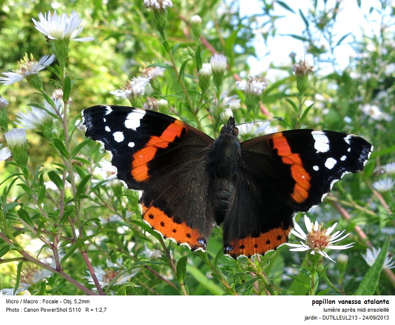 Vanessa atalanta - Vulcain #33956