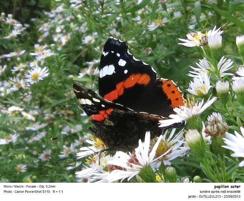 Vanessa atalanta - Vulcain #33955