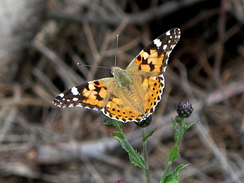 Vanessa cardui #33324
