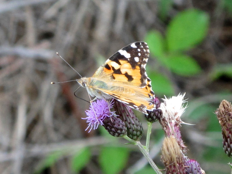 Vanessa cardui #33325
