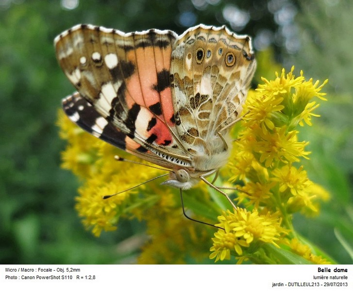 Vanessa cardui - Belle dame #32937