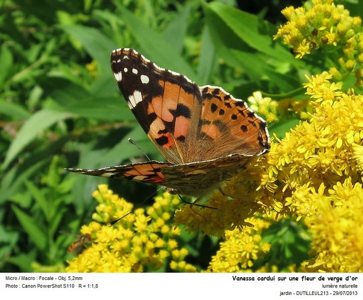Vanessa cardui - Belle dame #32941