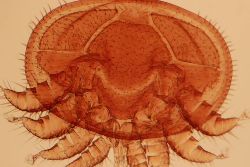 Varroa cf destructor - Acarien #30372