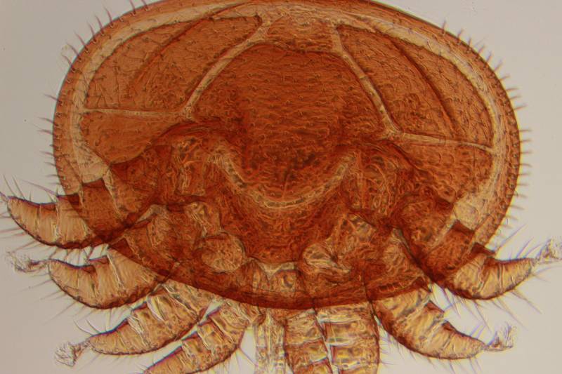 Varroa cf destructor - Acarien #30375