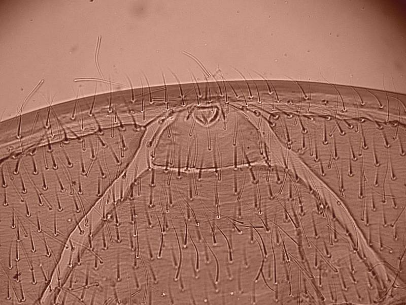Varroa cf destructor - Acarien #17346