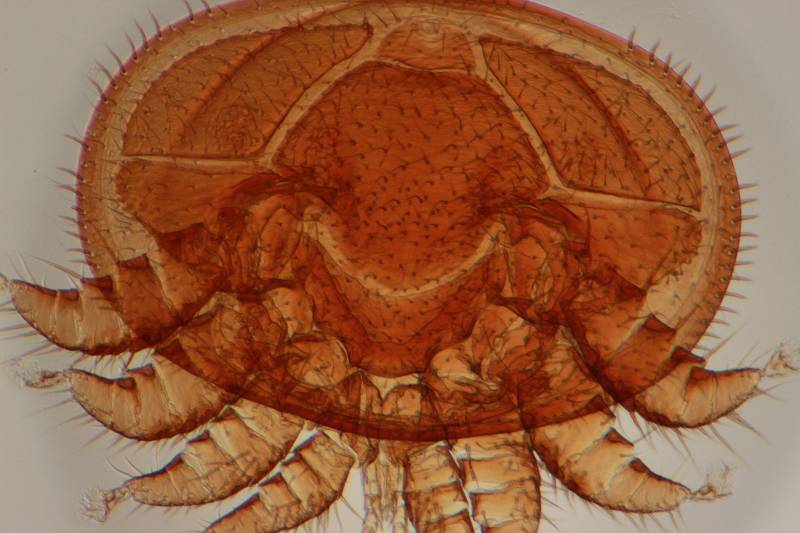 Varroa cf destructor - Acarien #30374