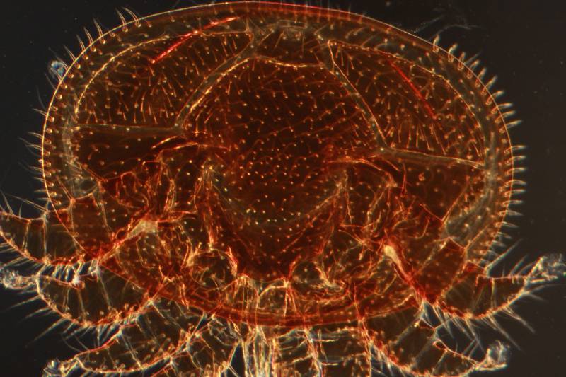 Varroa cf destructor - Acarien #30373