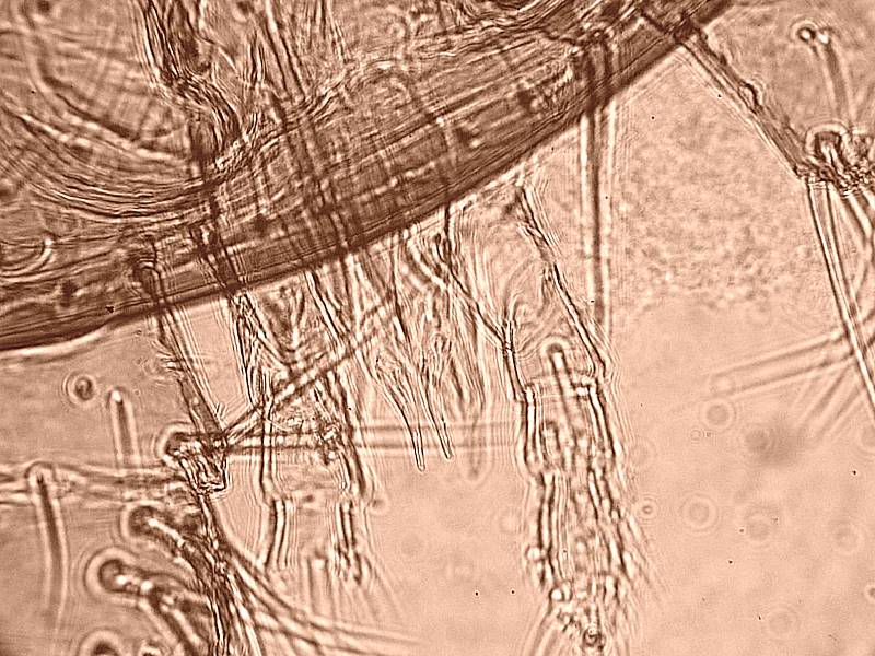 Varroa cf destructor - Acarien #17347