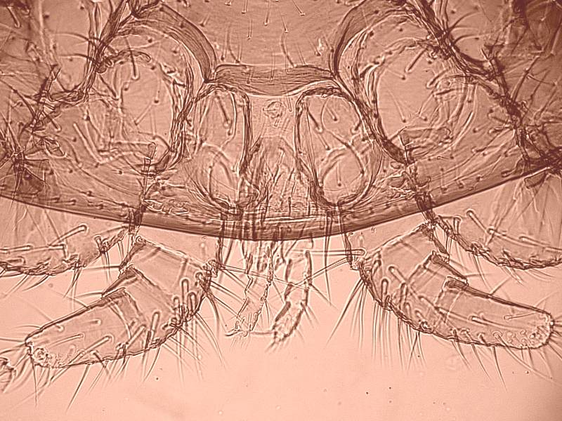 Varroa cf destructor - Acarien #17343