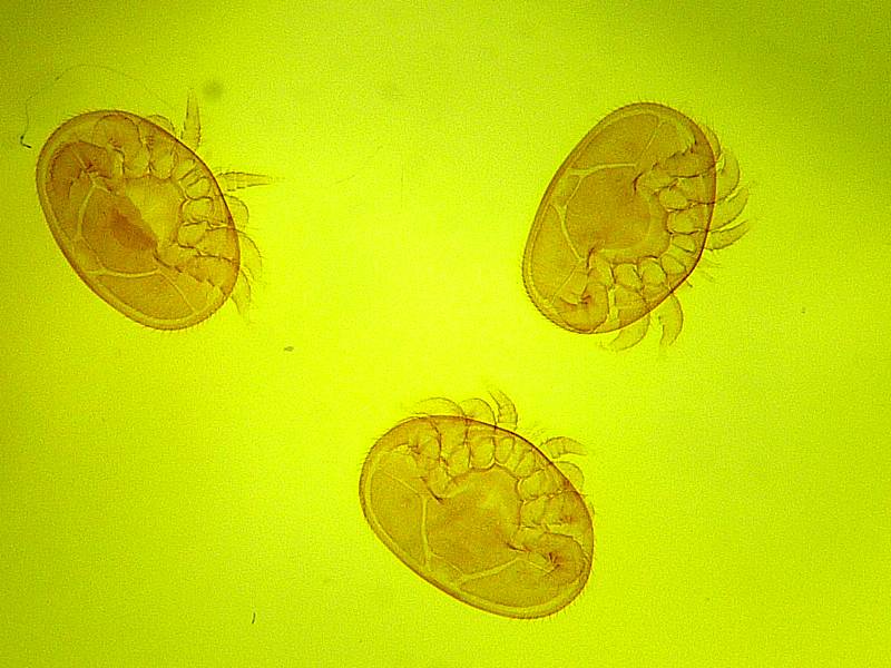 Varroa cf destructor - Acarien #17341