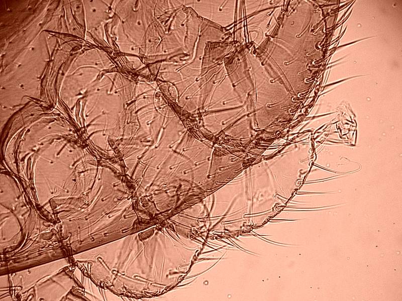 Varroa cf destructor - Acarien #17344