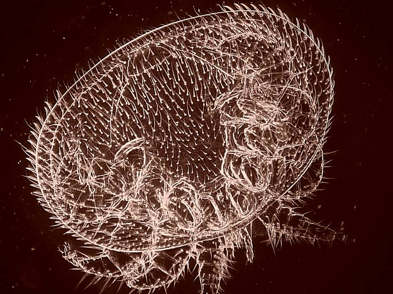 Varroa cf destructor - Acarien #17348