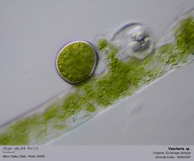 Vaucheria sp. #20958