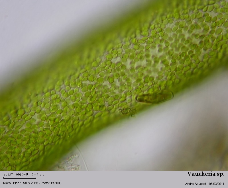 Vaucheria sp. #20951