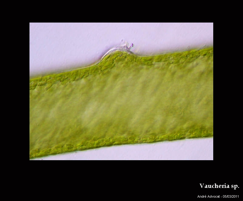 Vaucheria sp. #20952