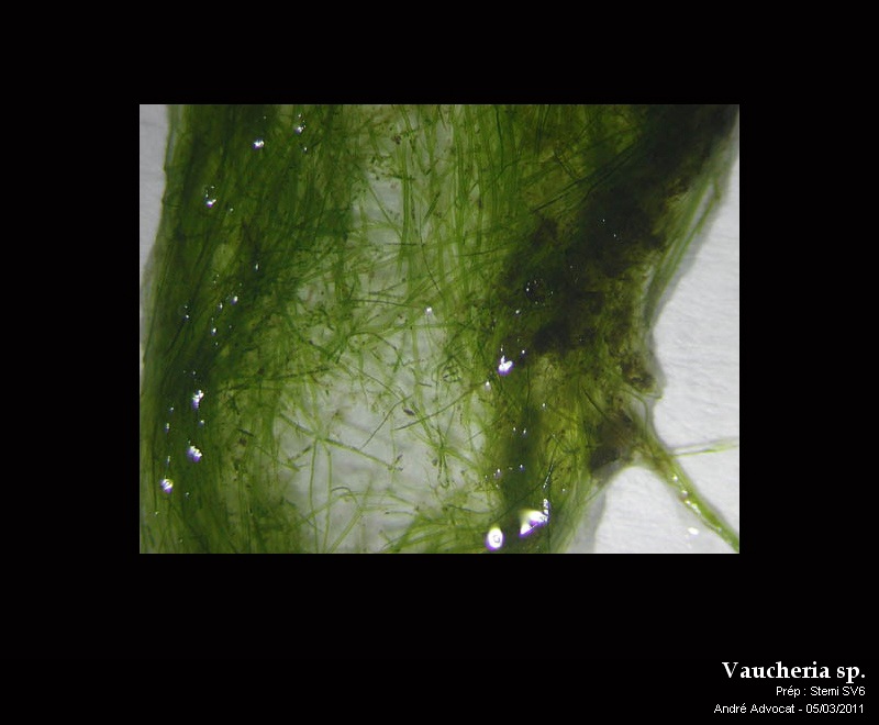 Vaucheria sp. #20949