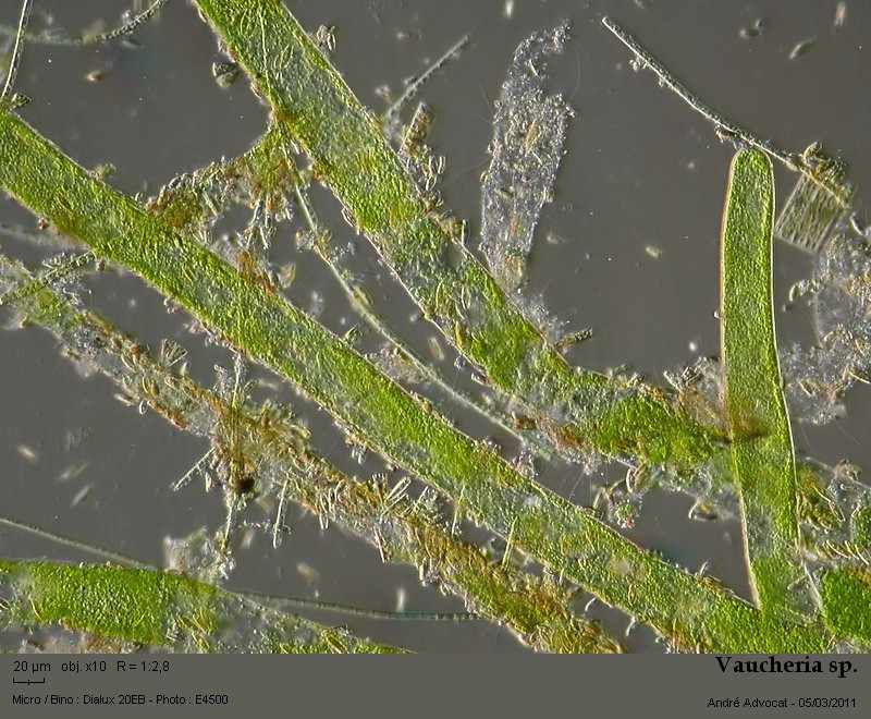 Vaucheria sp. #20950