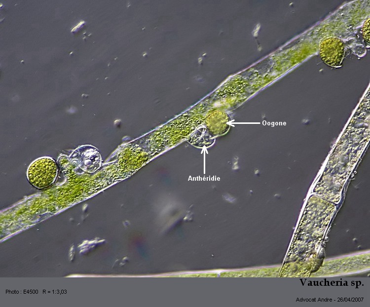 Vaucheria sp. #20957