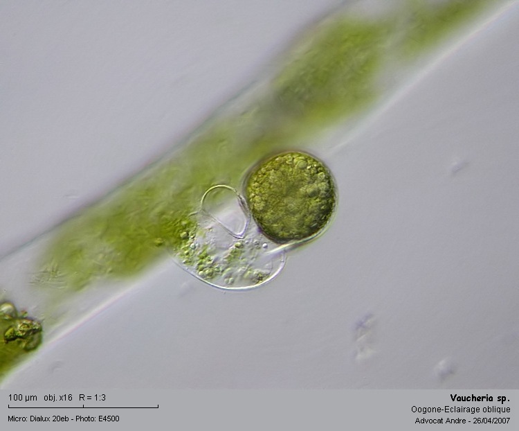 Vaucheria sp. #20956