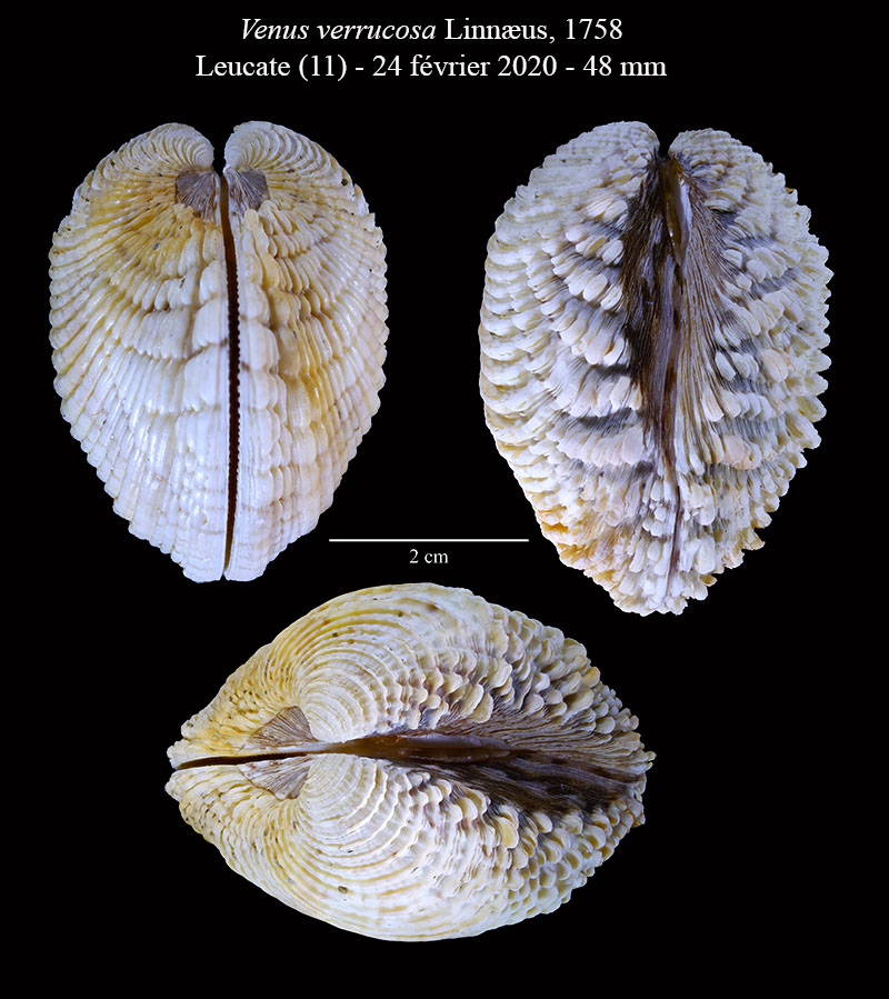 Venus verrucosa #62171
