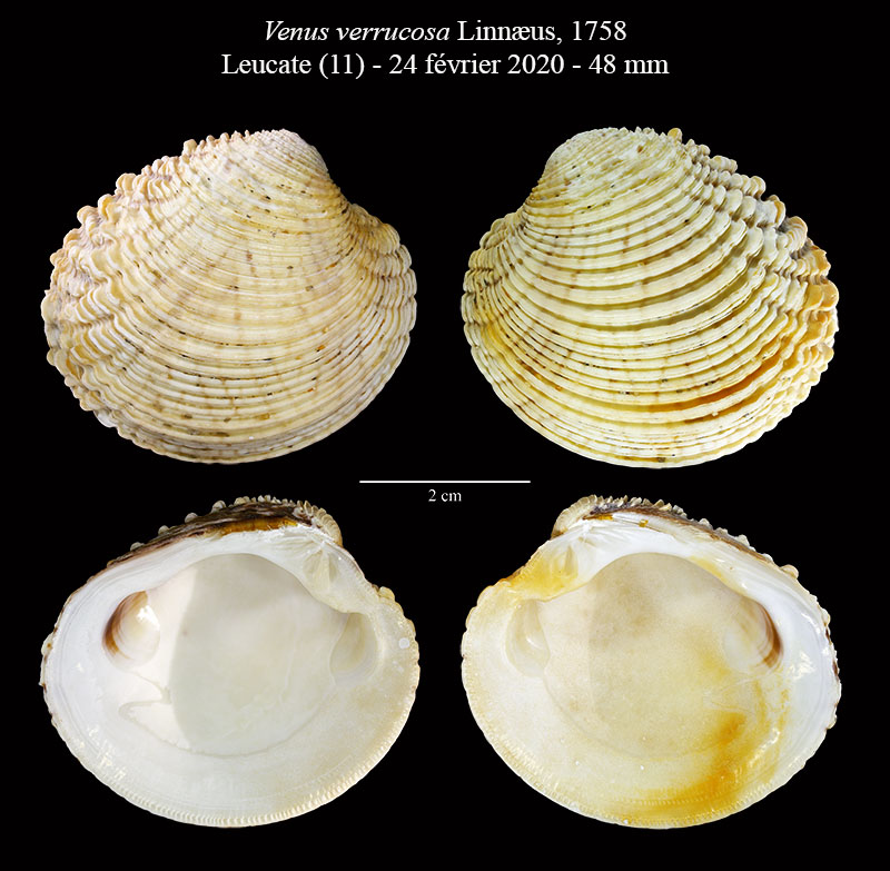 Venus verrucosa #62170