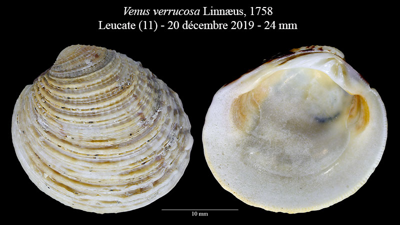 Venus verrucosa #62172