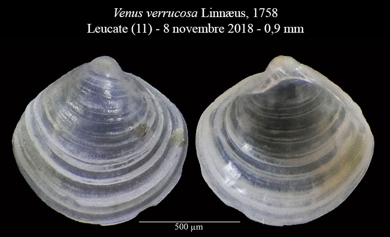 Venus verrucosa #62173