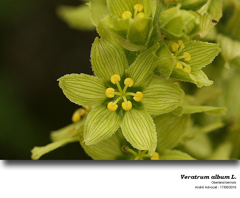 Veratrum album L. s.l. #48182